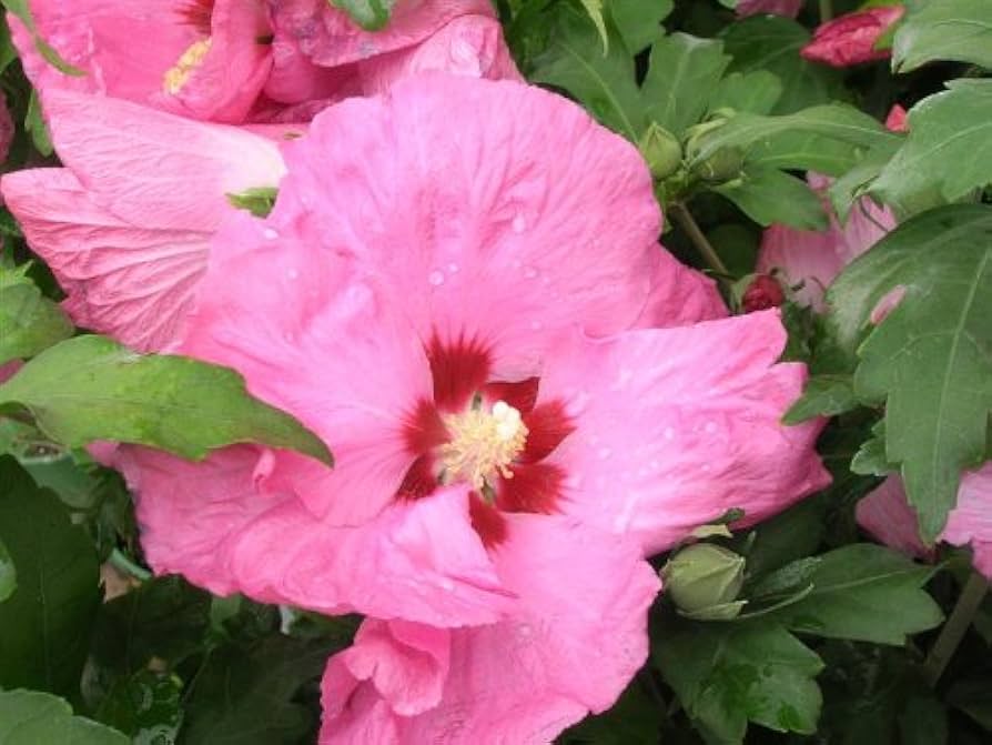 Sharon Hibiscus Flower Seeds – Heirloom, Non-GMO Flower Seeds for Planting - Hibiscus for planting in home garden